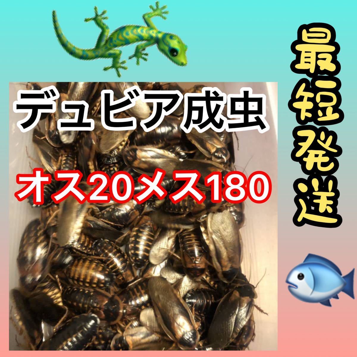 お値打ち価格(o^^o)☆成2.18☆送料無料☆デュビア成虫 ♂20 ♀180☆200匹☆死着保証10%☆