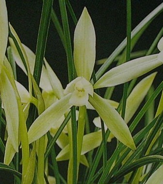 ★☆蘭万園☆★中国春蘭 白花素心「雪蘭白花」 上木 8本立　花付き//春蘭、寒蘭、長生蘭、万年青、中国蘭、古典園芸、東洋蘭//