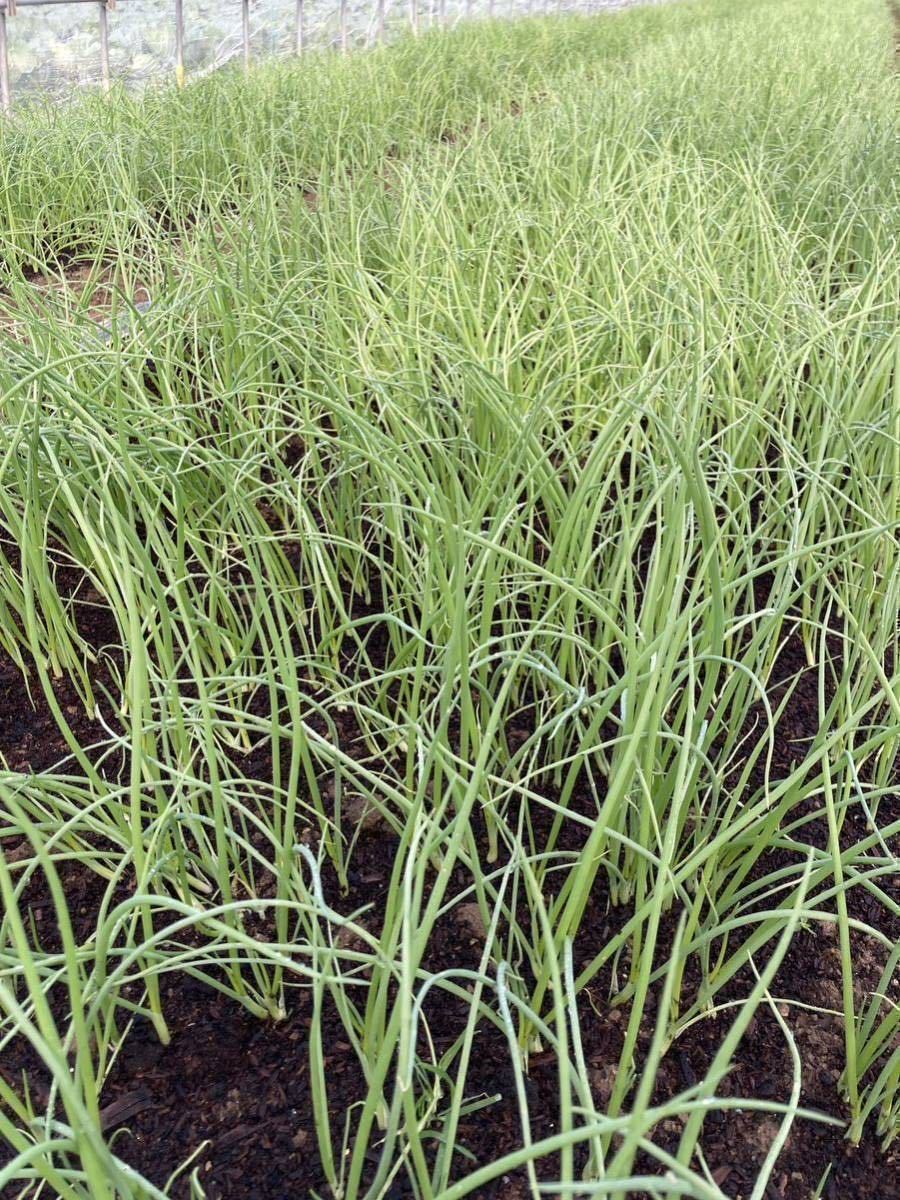 玉ねぎ苗（もみじ3号）1000本まとめ 49 【公式通販】