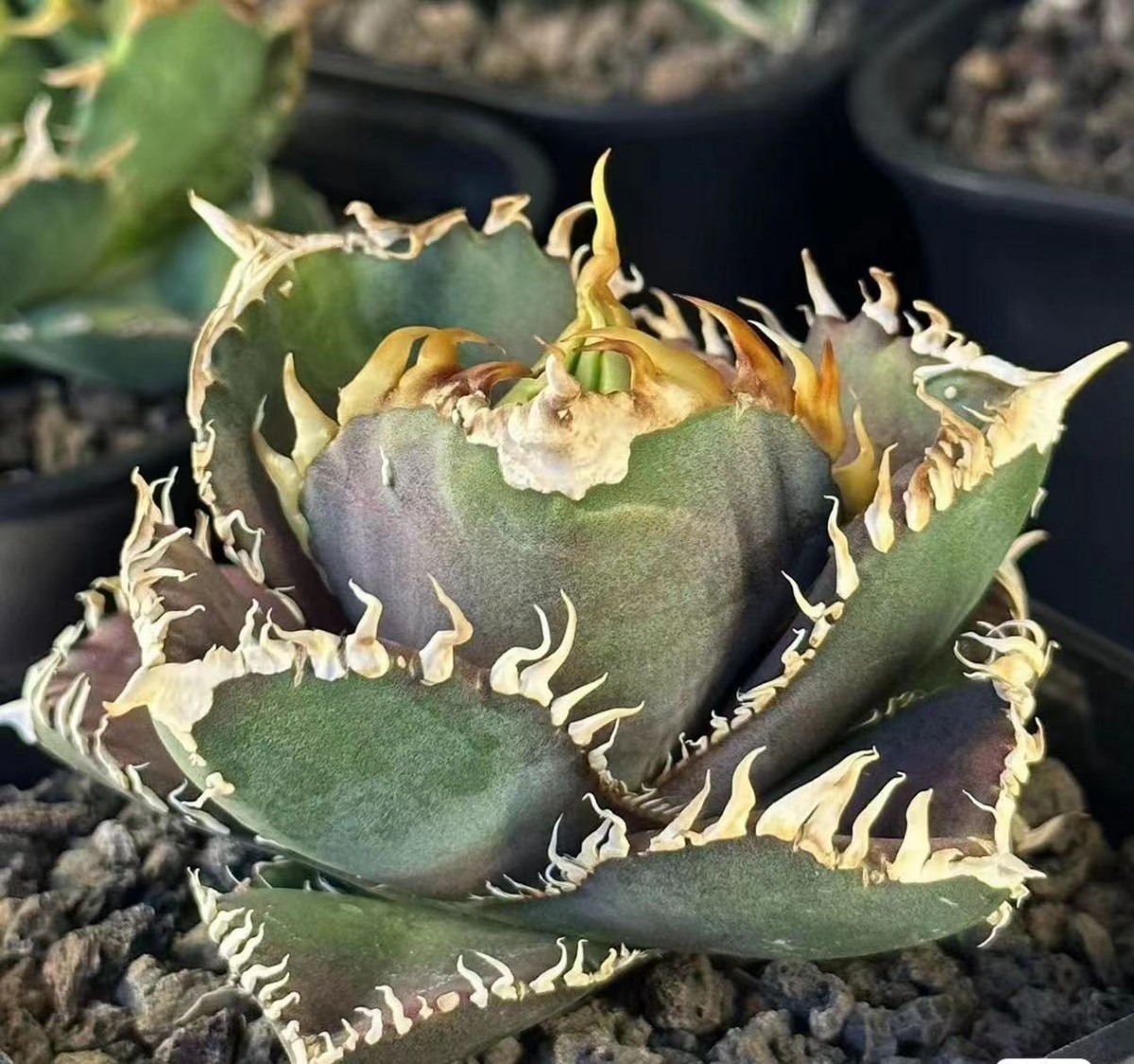 アガベチタノタフィリグリー圓葉拇指親株ハデス赤猫白鯨