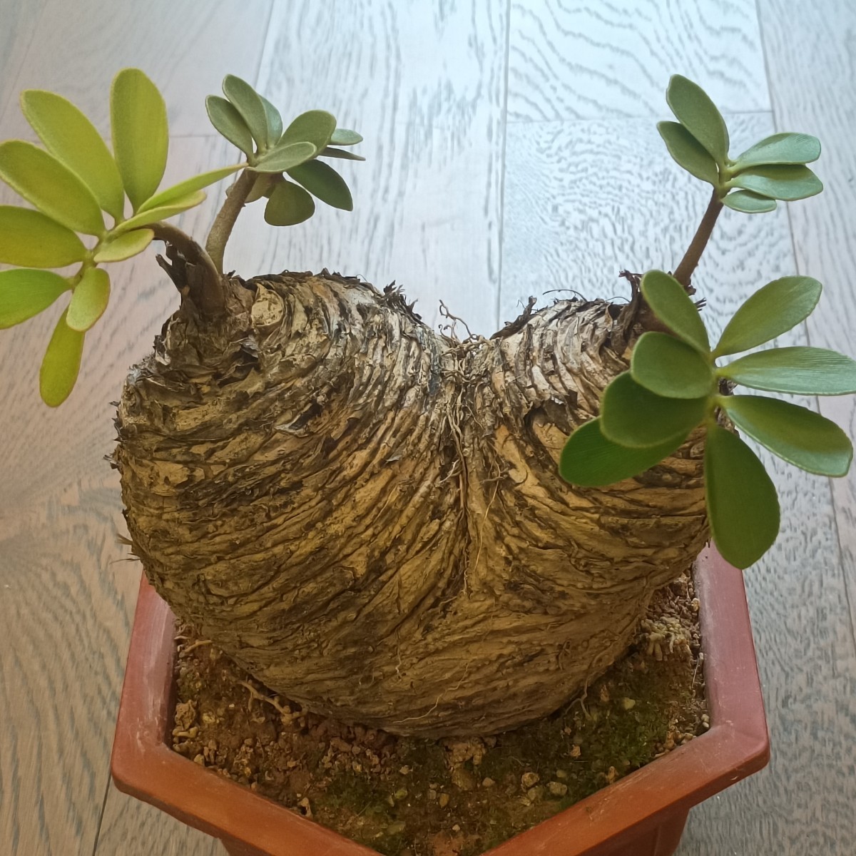 希少 メキシコ ザミア メキシコ蘇鉄 大株 塊根植物 観葉植物 ザミア（メキシコソテツ）蘇鉄 巨大 大きい 綺麗株
