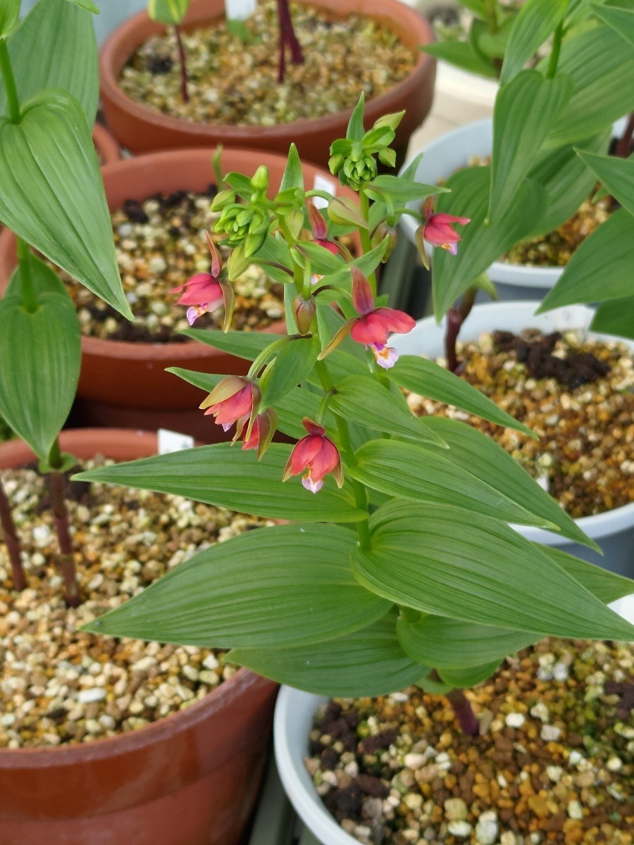 カキラン 朱富士(あかふじ) 赤花カキラン カキランの品種 【公式通販】