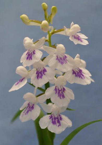 ウチョウラン ◇ 旧 銘 品 / ◇ 日 の 丸 ◇ 白 紫 点 花 ◇ ono