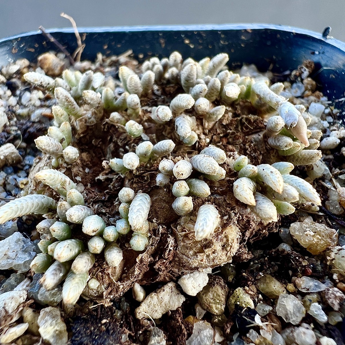 B23-25 アボニア クイナリア (アルストニー 赤花)　Avonia quinaria 国内実生株 親株級開花株（検 多肉植物 塊根植物 冬型 コーデックス 