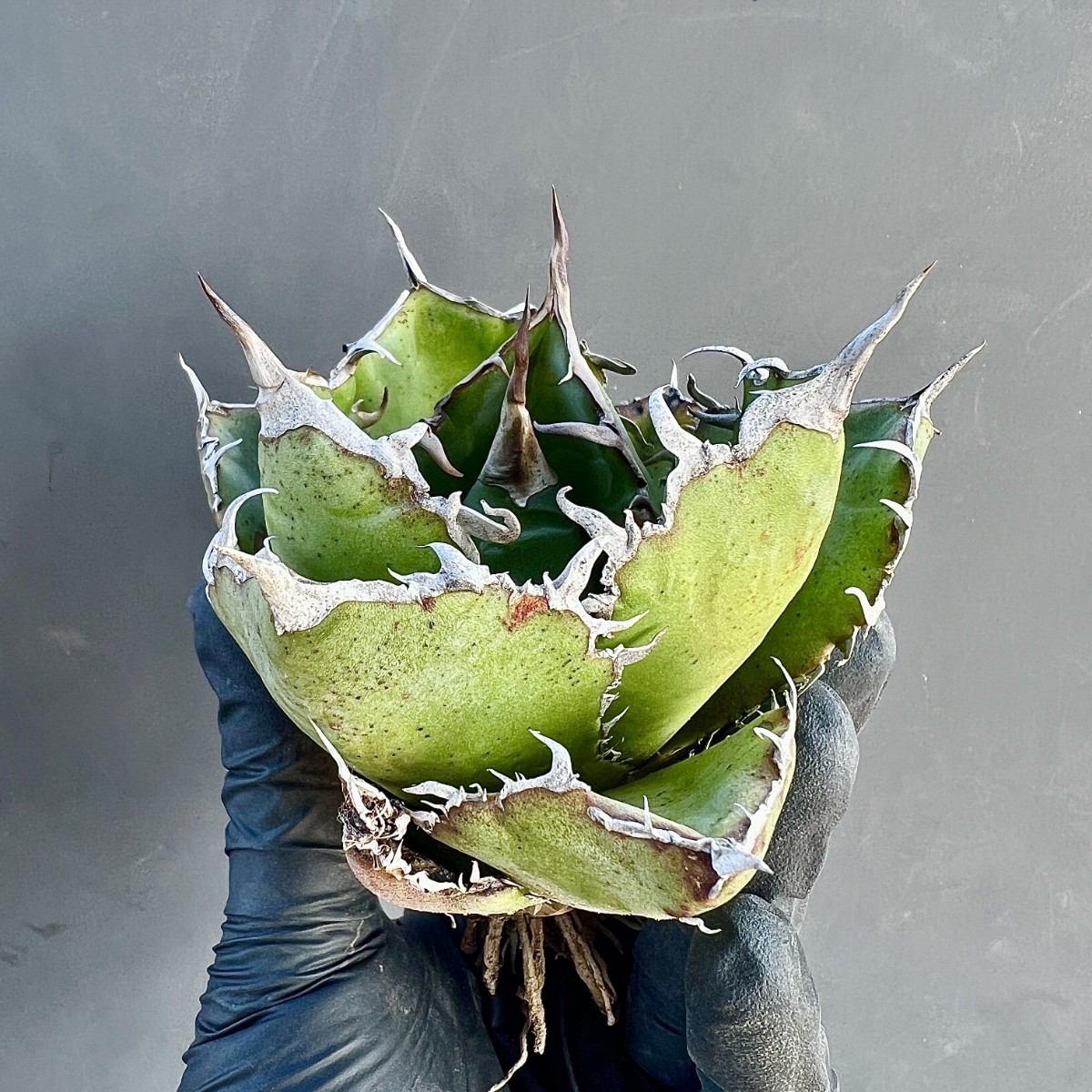 A63-24 アガベ　チタノタ 白鯨 陽炎 強棘 狂刺 極上棘 超綺麗株