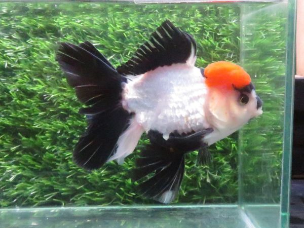 146＜water-flap＞タイ産　　オランダシシガシラ　トリカラーパンダ　ローズテール