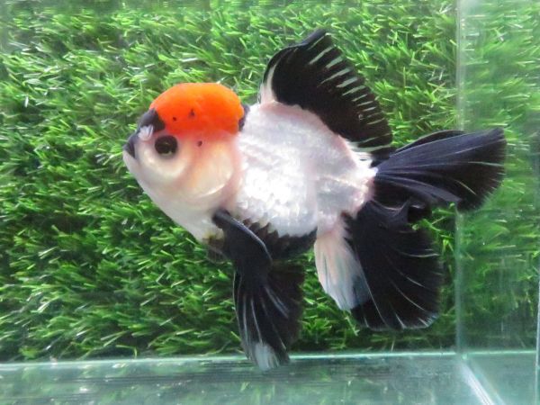 146＜water-flap＞タイ産　　オランダシシガシラ　トリカラーパンダ　ローズテール