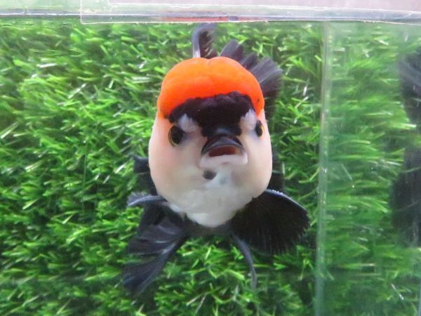 146＜water-flap＞タイ産　　オランダシシガシラ　トリカラーパンダ　ローズテール