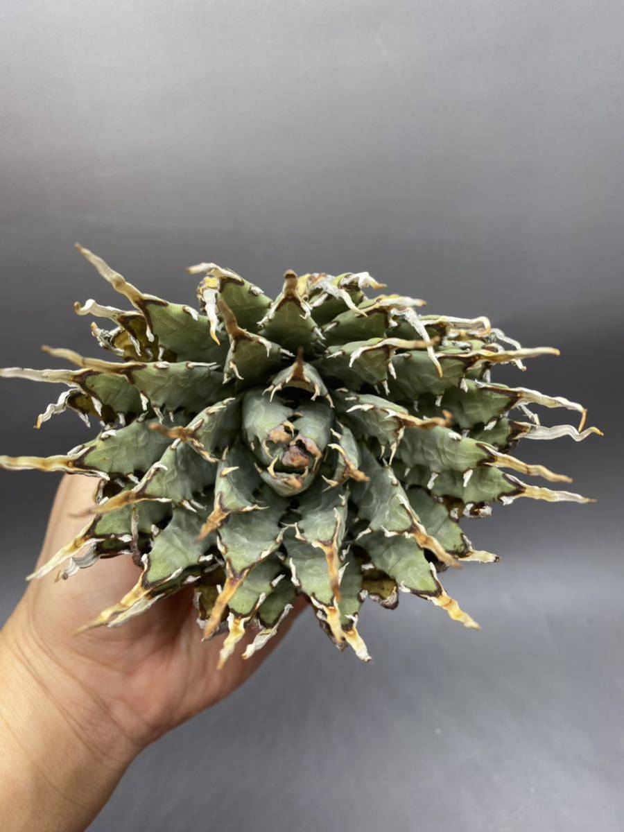 アガベ ユタエンシス｜エボリスピナ（陽炎・短葉型） – 草物語