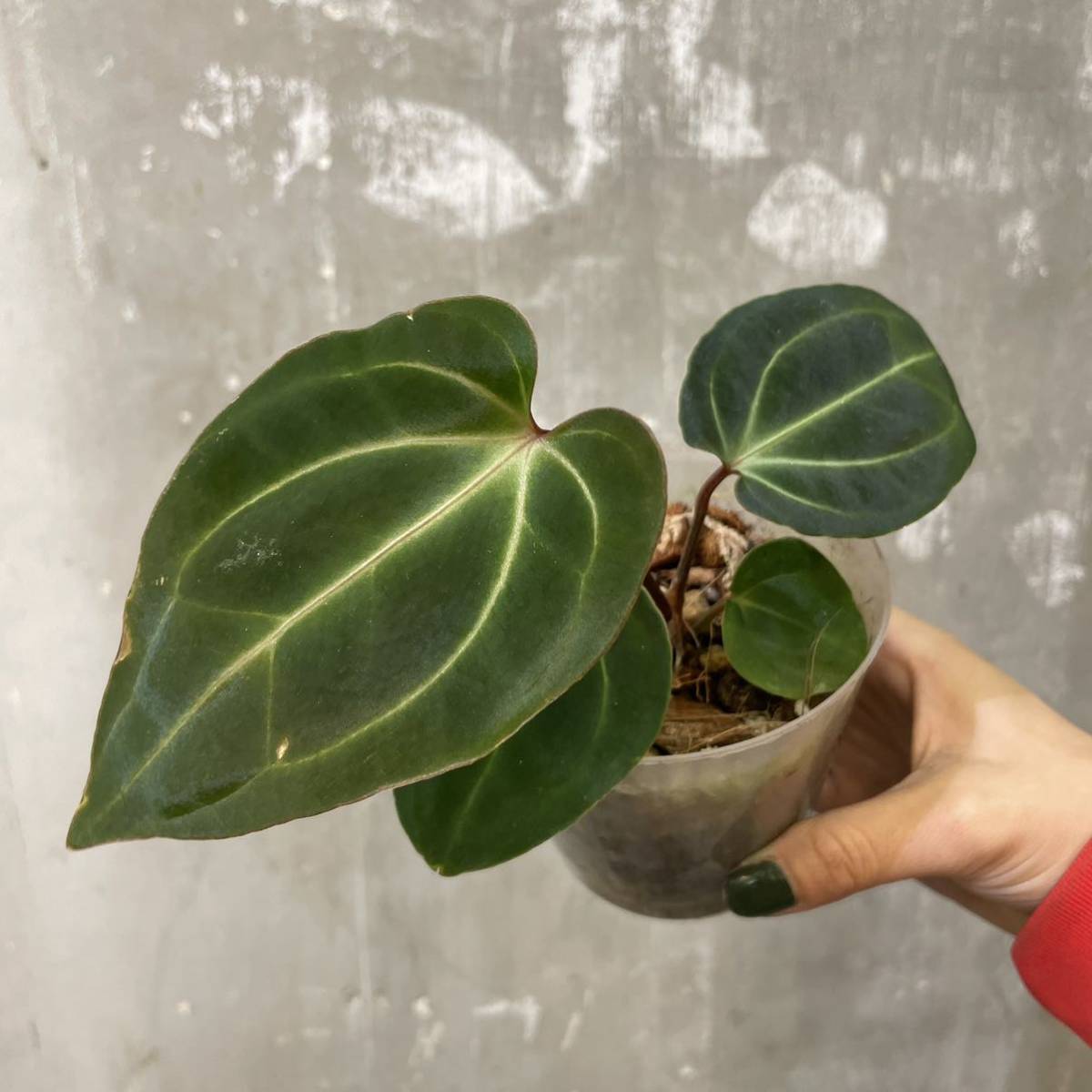 Pof］Anthurium besseae aff アンスリウム・ベッセアエ・アフ①