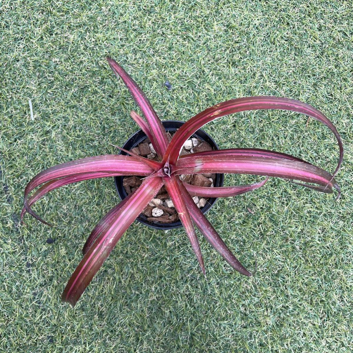 ［Pof］Cryptobergia Red Burst variegated クリプトベルギア・レッドバースト・斑入り