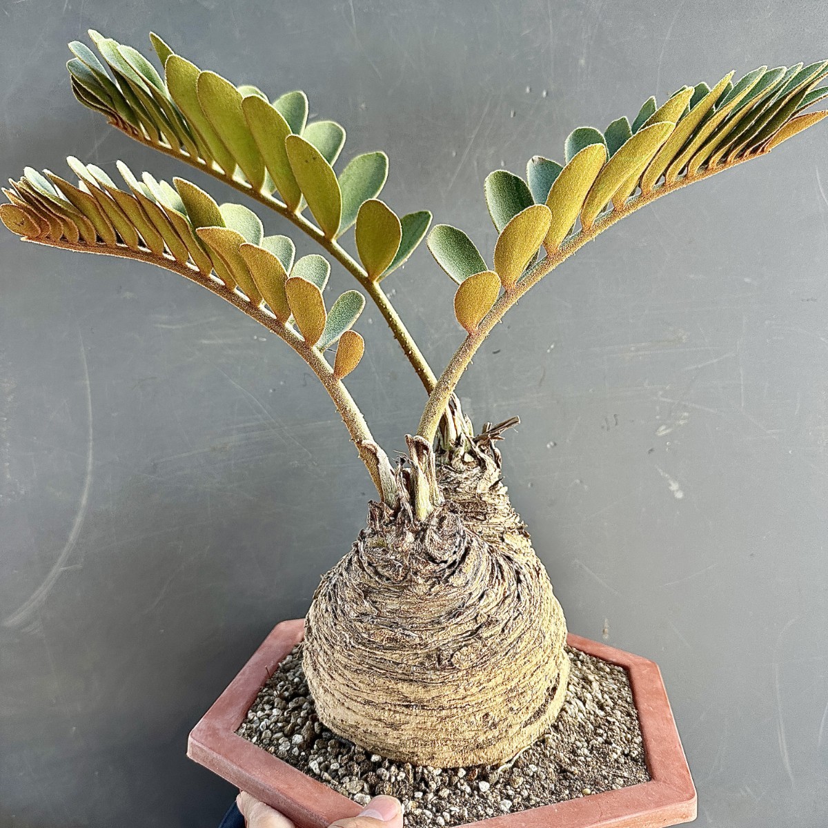 ザミア 観葉植物 レア 貴重な希少種 | プミラ(メキシコソテツ)蘇轍