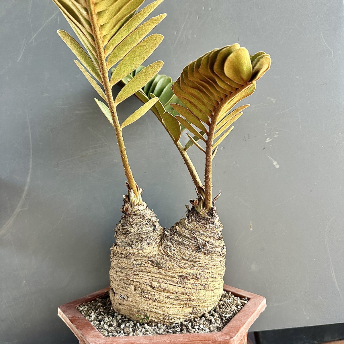 ザミア 観葉植物 レア 貴重な希少種 | プミラ(メキシコソテツ)蘇轍