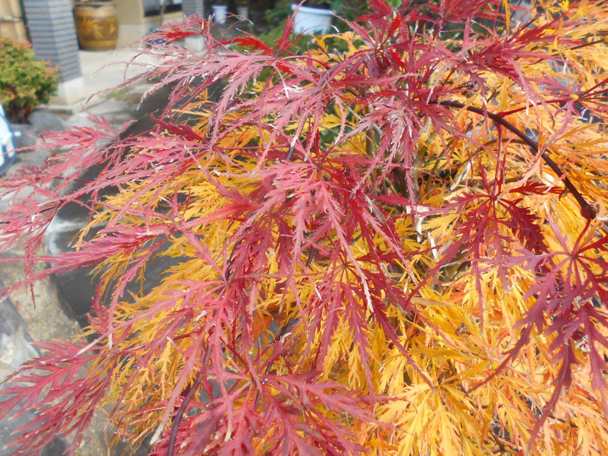 販売 シダレモミジ（枝垂れモミジ）|愛知県名古屋市の外構 花 By 苗木 