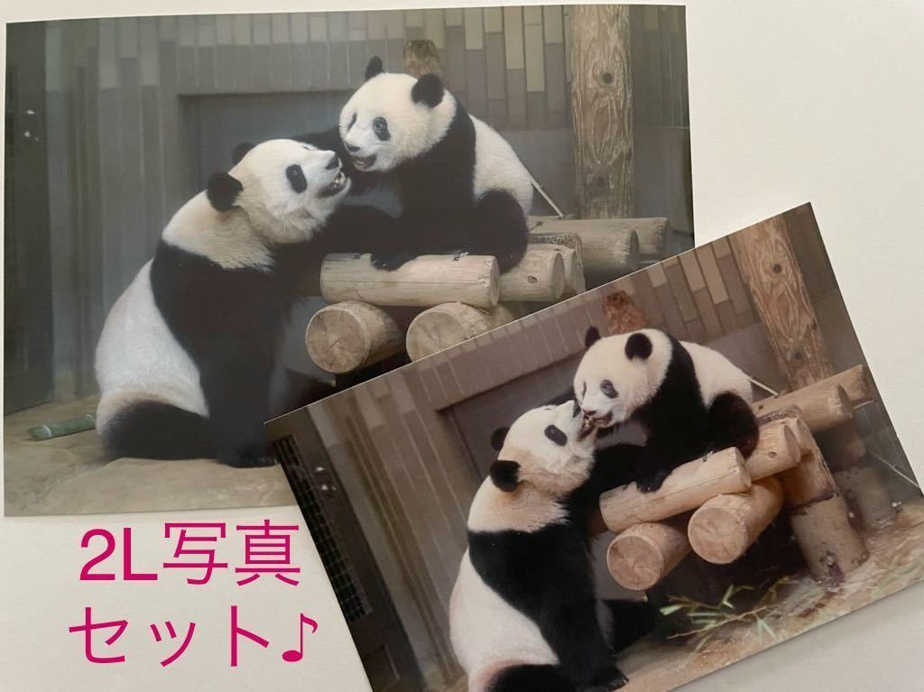 赤字超特価，品質保証 シャンシャン 毎日パンダカフェ 非売品 ポストカード② 配布終了 入手困難 ＆ 2Lサイズ写真 お揃いセット 上野ZOO(動物)｜売買されたオークション情報、yahooの商品情報をアーカイブ公開 - オ 動物