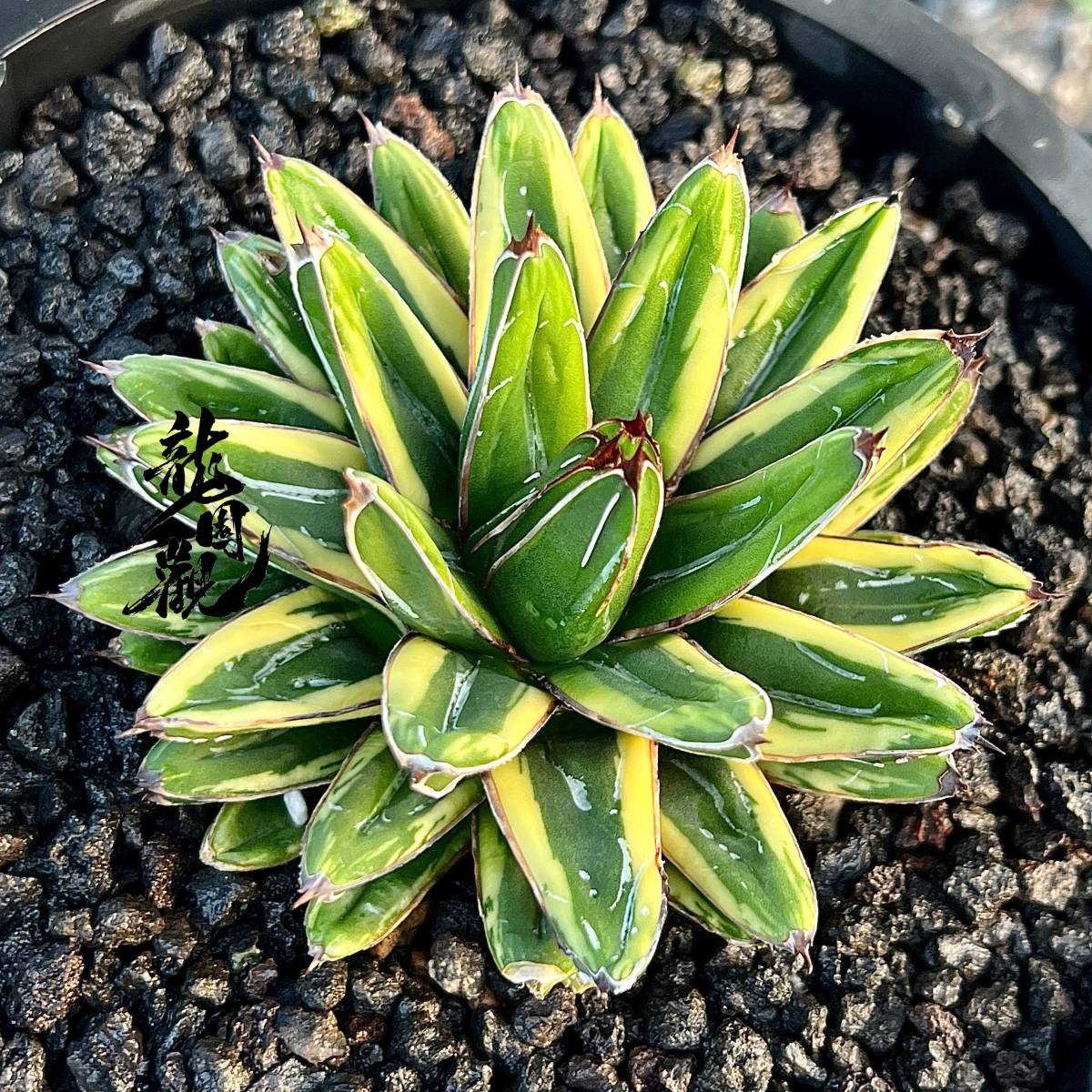 龍園觀】① No.9171 特選 アガベ 多肉植物 姫羽斑笹の雪