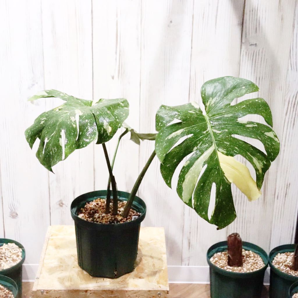 No.22 大株モンステラ デリシオーサ タイコンステレーション Monstera Thai Constellation Variegata 斑入り 発根管理中《eba Plants》　　