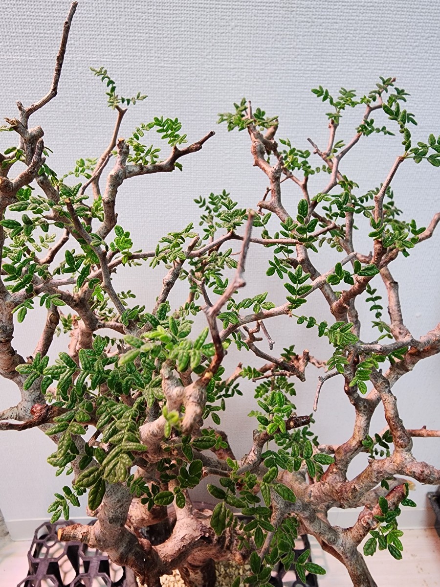 塊根植物・コーデックスコミフォラ モンストローサ Commiphora