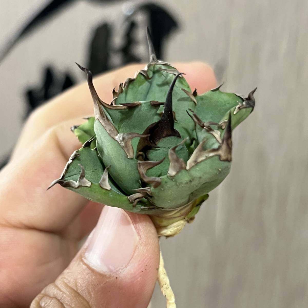 チタノタ アガベ 姫厳竜 Agave 多肉植物 titanota | 姫巌竜 plants 