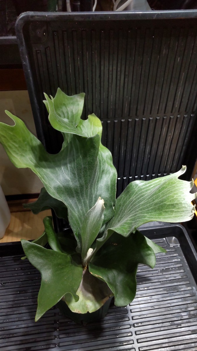 Platycerium hillii 'Kylin'＆'Rimklong' MIX spore ビカクシダ ヒリー