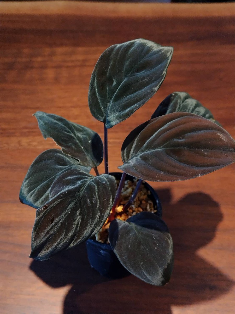 Homalomena sp. aff Insignis Sarawak 【TB】ホマロメナ