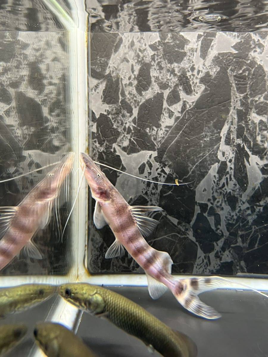 死着保証あり！オトヒメ個体！ゼブラキャット！14センチ±！安心サイズ