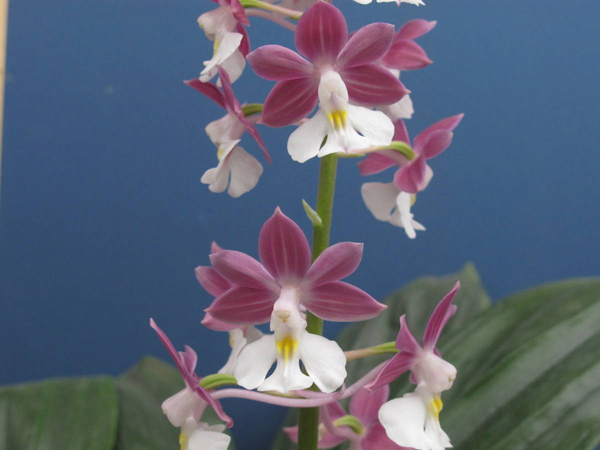 ☆彡 エビネ　えびね　コオズ×ニオイエビネ 交配種（TK2）