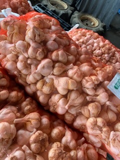 新物　青森県バラにんにく10Kg 大 早い者勝ち！新物 青森県産 にんにく 大中小バラ 20kg 福地ホワイト 大