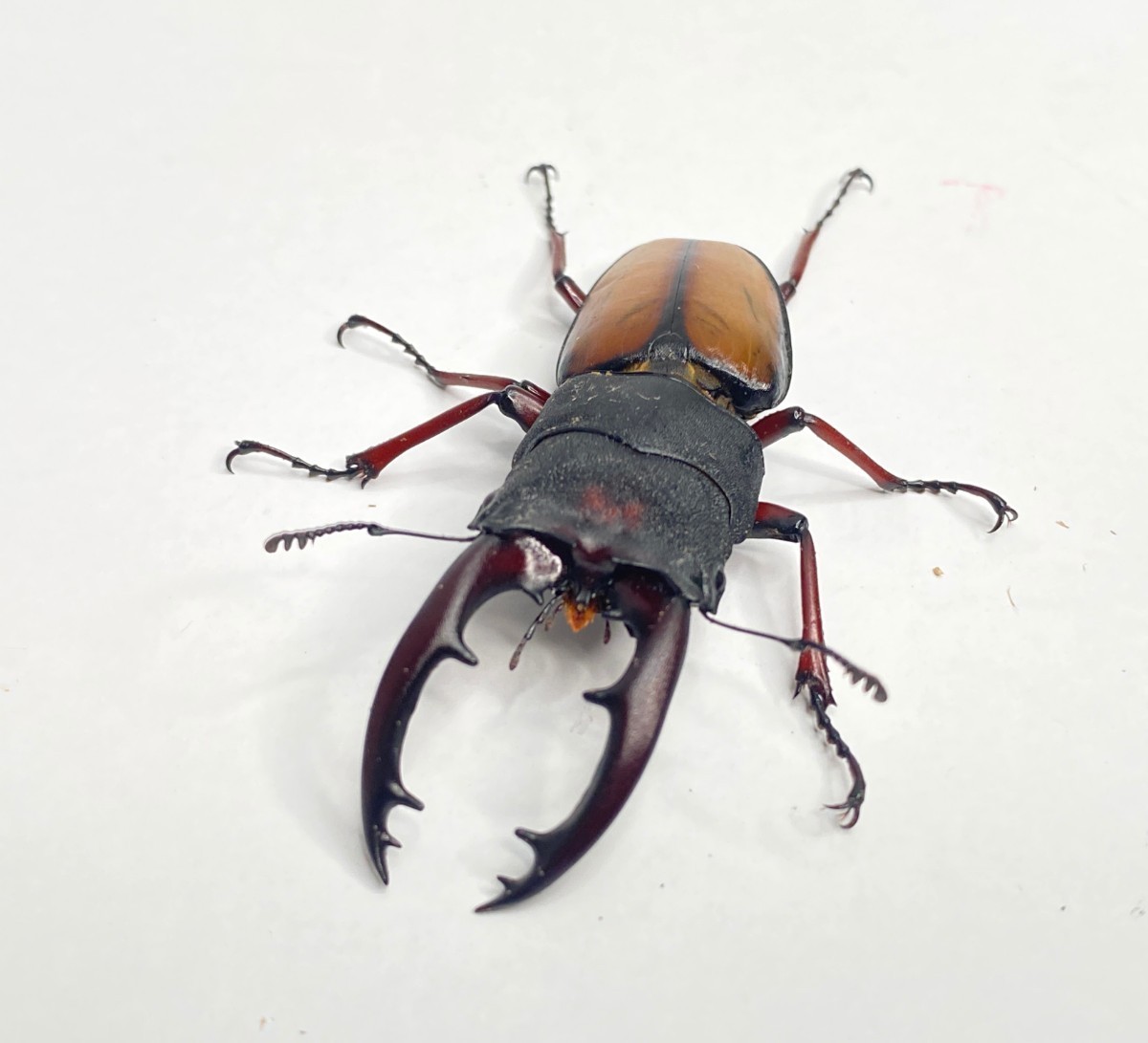 ウムハンギノコギリクワガタ　初2令　幼虫5匹a