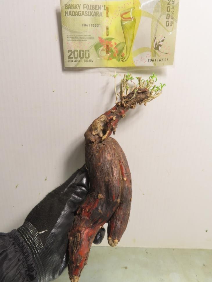 キ8189 「塊根植物」メストクレマ 中 抜き苗【マダガスカル紙幣プレゼントイベント開催・美株・多肉植物・Mestoklema】