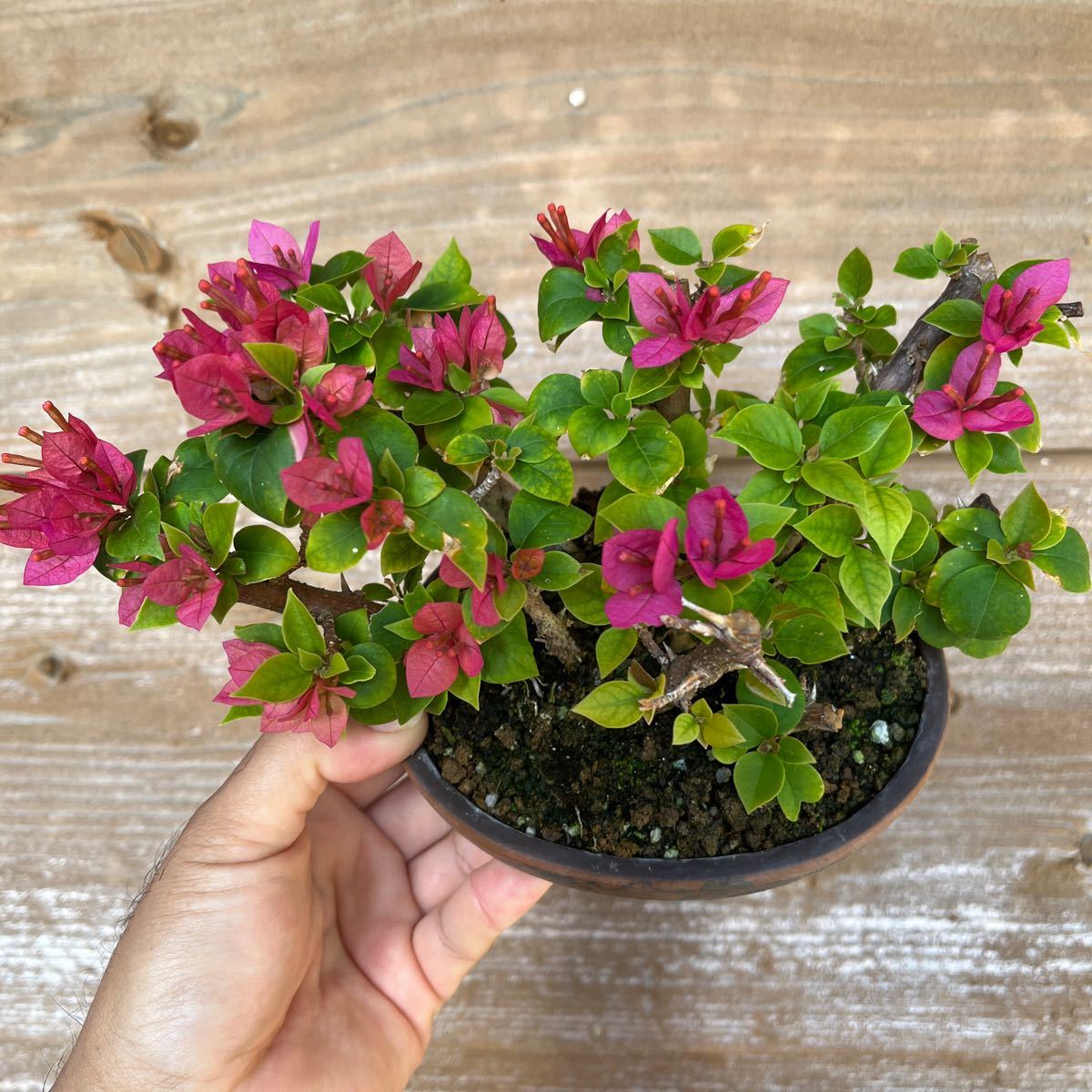 現地球 発根済】ユーフォルビア ギラウミニアナ 塊根植物 コーデックス