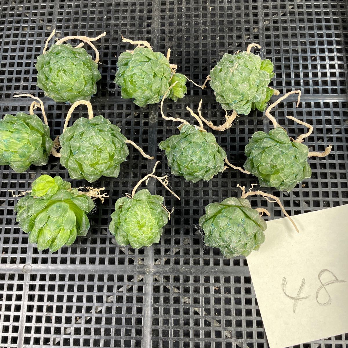 ハオルチア　翠雲錦10個 48