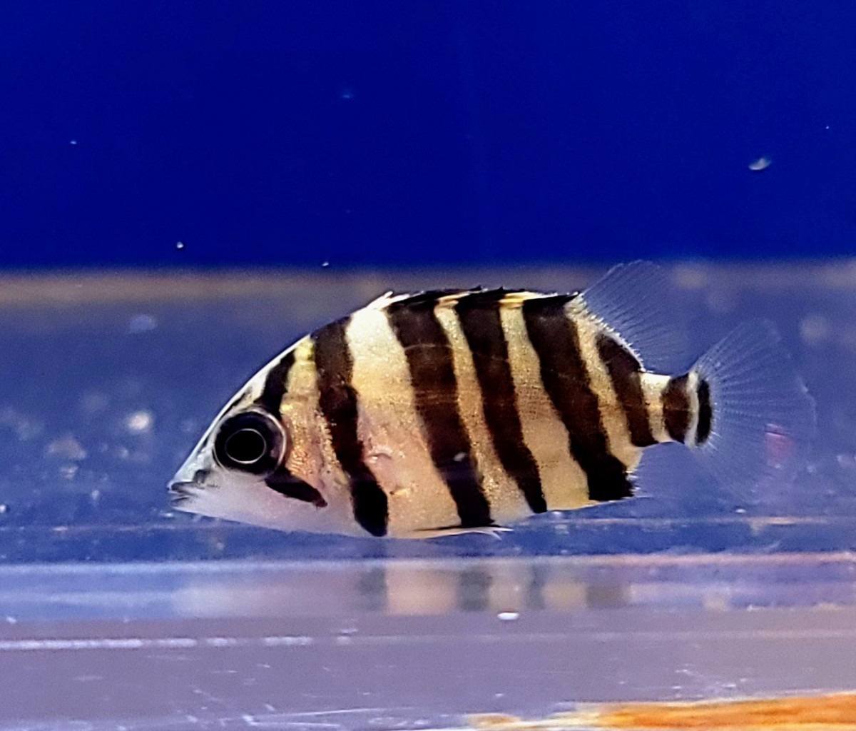  AQUASHOPアクアランド ダトニオ プラスワン ボルネオタイガー パーフェクトバンド 腹巻き 約3cm 保証有り(淡水魚)｜売買されたオークション情報、yahooの商品情報をアーカイブ公開 - オークファ その他