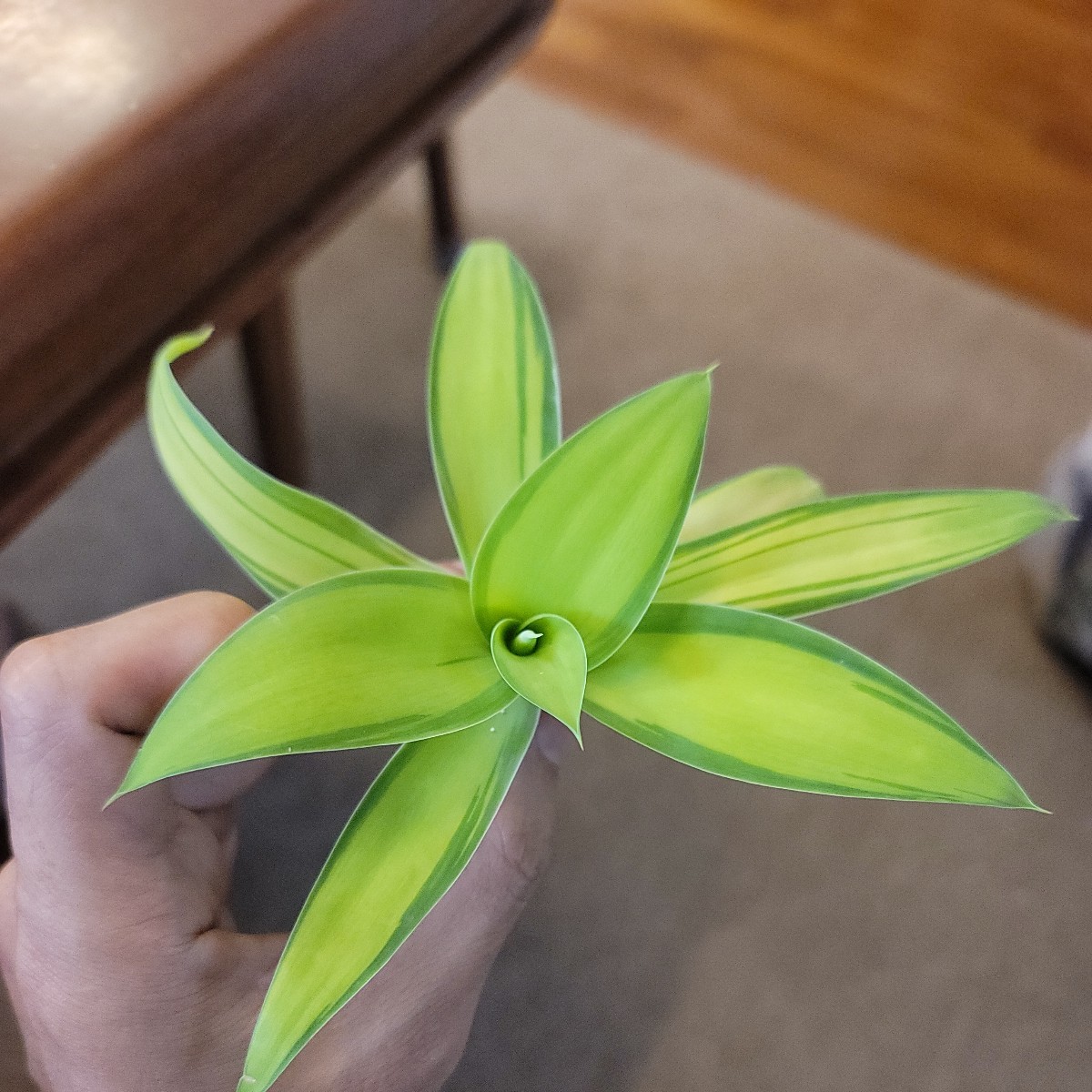 アガベ　アテナータ　イエローストライプ特斑　翡翠盤　カット苗　検索用/チタノタ　アメリカーナ　ヒスイバン