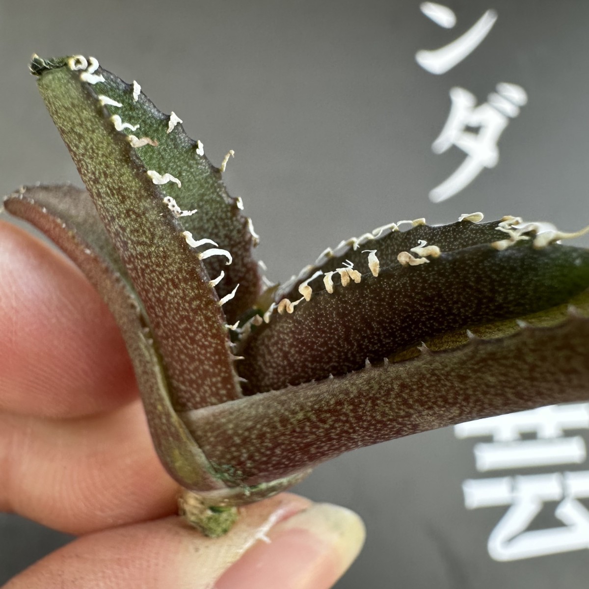 稀少・高騰品種白銀金剛 アガベ チタノタ Silver King Kong 白銀金剛