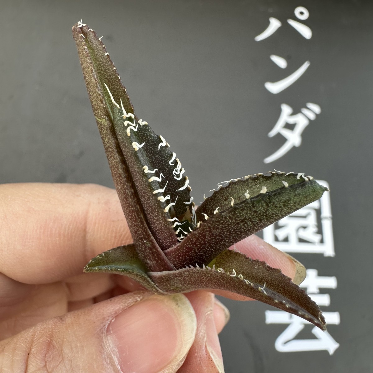 稀少・高騰品種白銀金剛 アガベ チタノタ Silver King Kong 白銀金剛