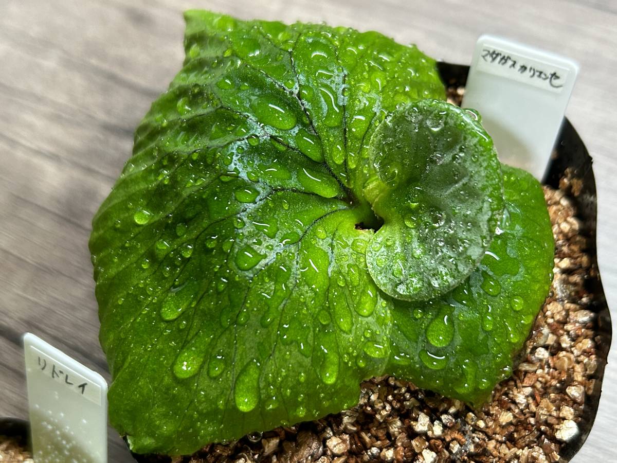 ビカクシダ リドレイ&マダガスカリエンセ&キッチャクード 計3苗セット