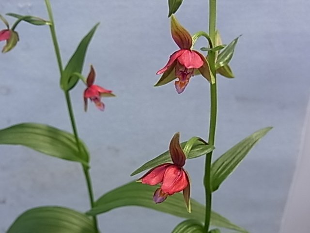 カキラン 赤花カキラン 加賀の緋 山野草 2芽株 赤花カキラン「加賀の緋