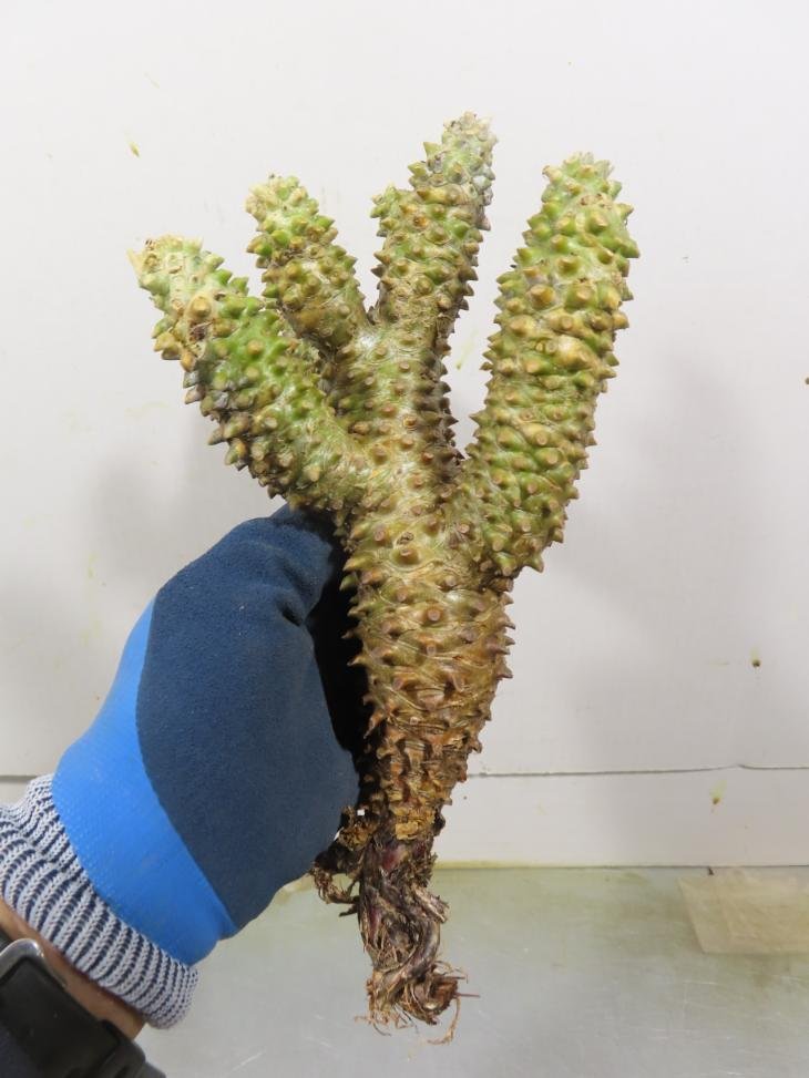 ケ2197 「塊根植物」チレコドン ワリチー　大 抜き苗【最新到着・Tylecodon wallichii・多肉植物】