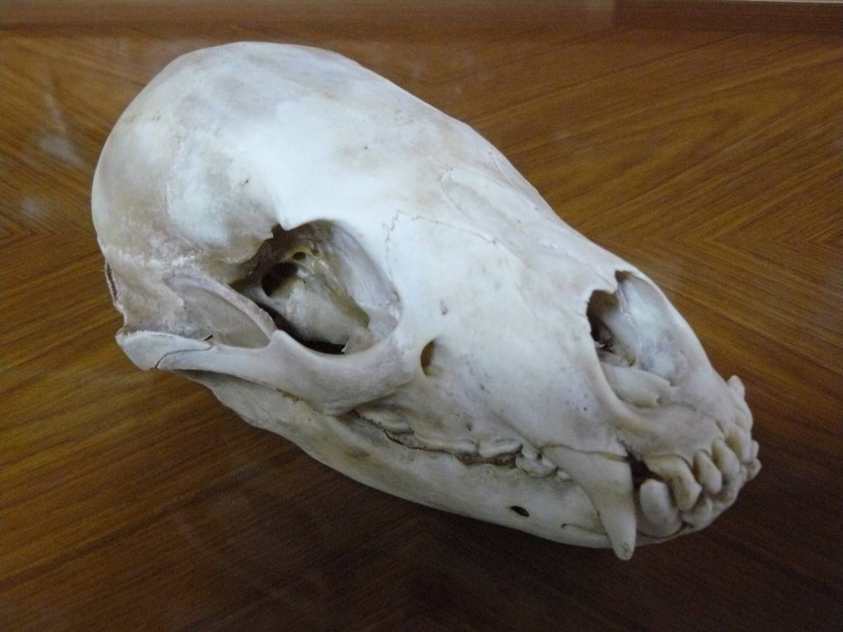クマタカの頭骨 熊 ツキノワグマ 頭蓋骨 頭骨 ツキノワグマ 熊 頭骨 