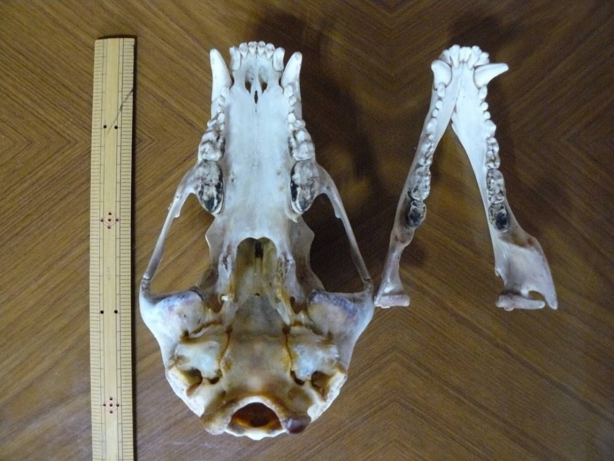 ユウホーと月の輪熊 クマとともに: ホッキョクグマ・ヒグマ