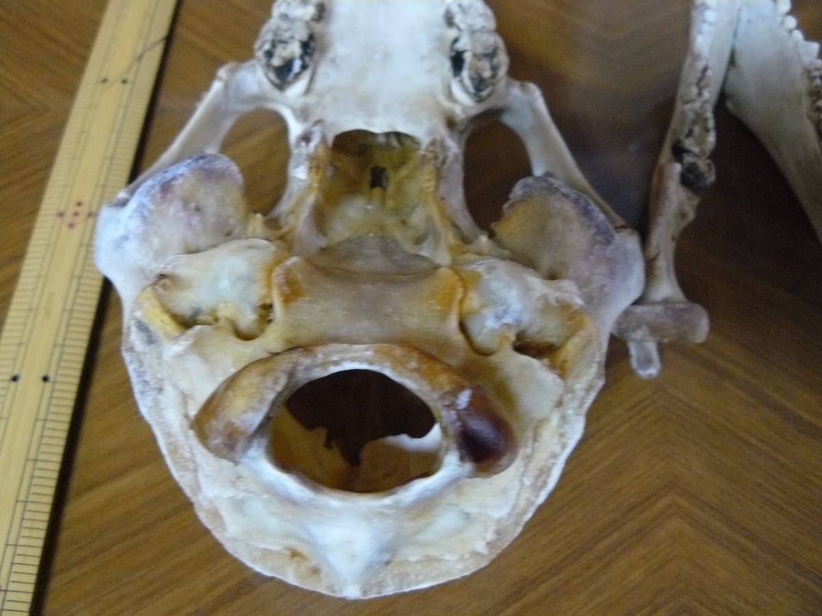 ユウホーと月の輪熊 クマとともに: ホッキョクグマ・ヒグマ