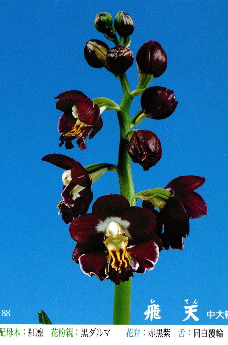 sanderianum Paphiopedilum x sib – - r⁄orchids Biotechnology
