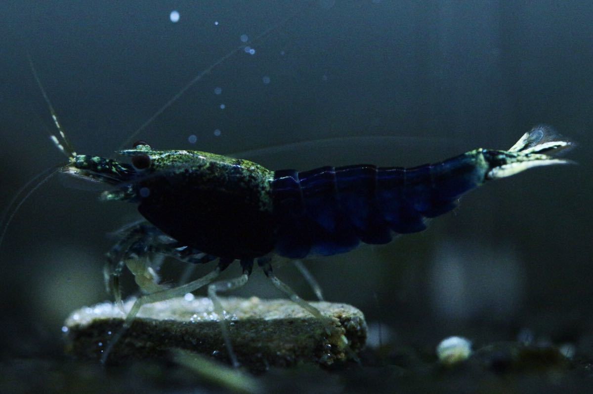 【本日限定】《Howl＆Louis》Samurai Blue ♀ 超極上 種親にどうぞ ④