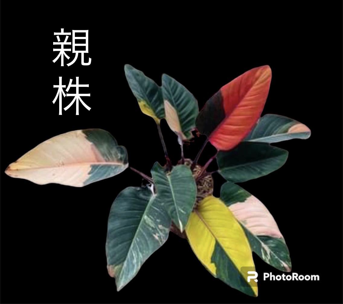 超レア Philodendron Red Congo Variegated フィロデンドロン レッドコンゴ 超美斑入り 組織培養苗　順化済 A5