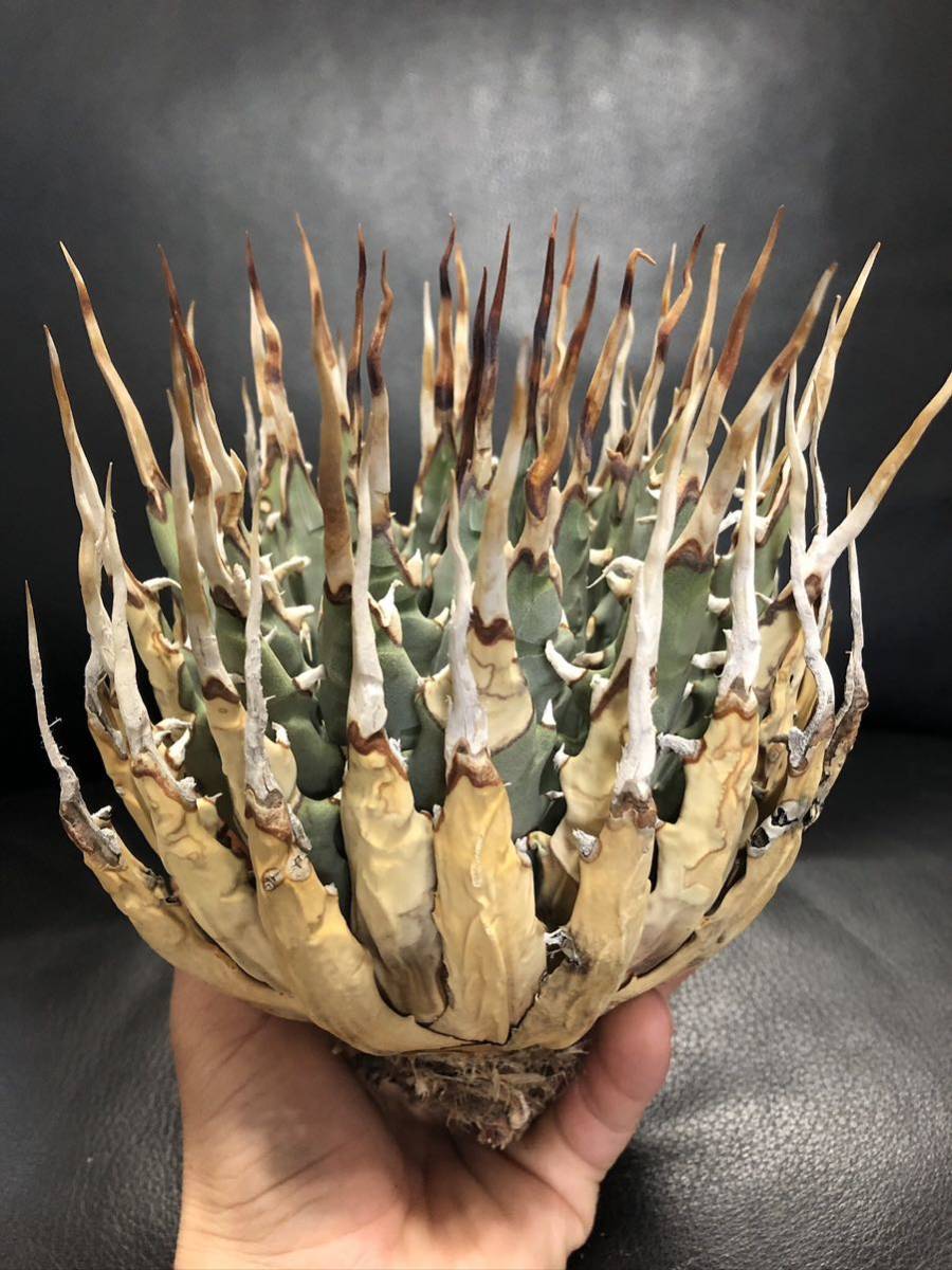 77 アガベ　ユタエンシス　エボリスピナ　long茶棘陽炎！　美株！　コレクション株！