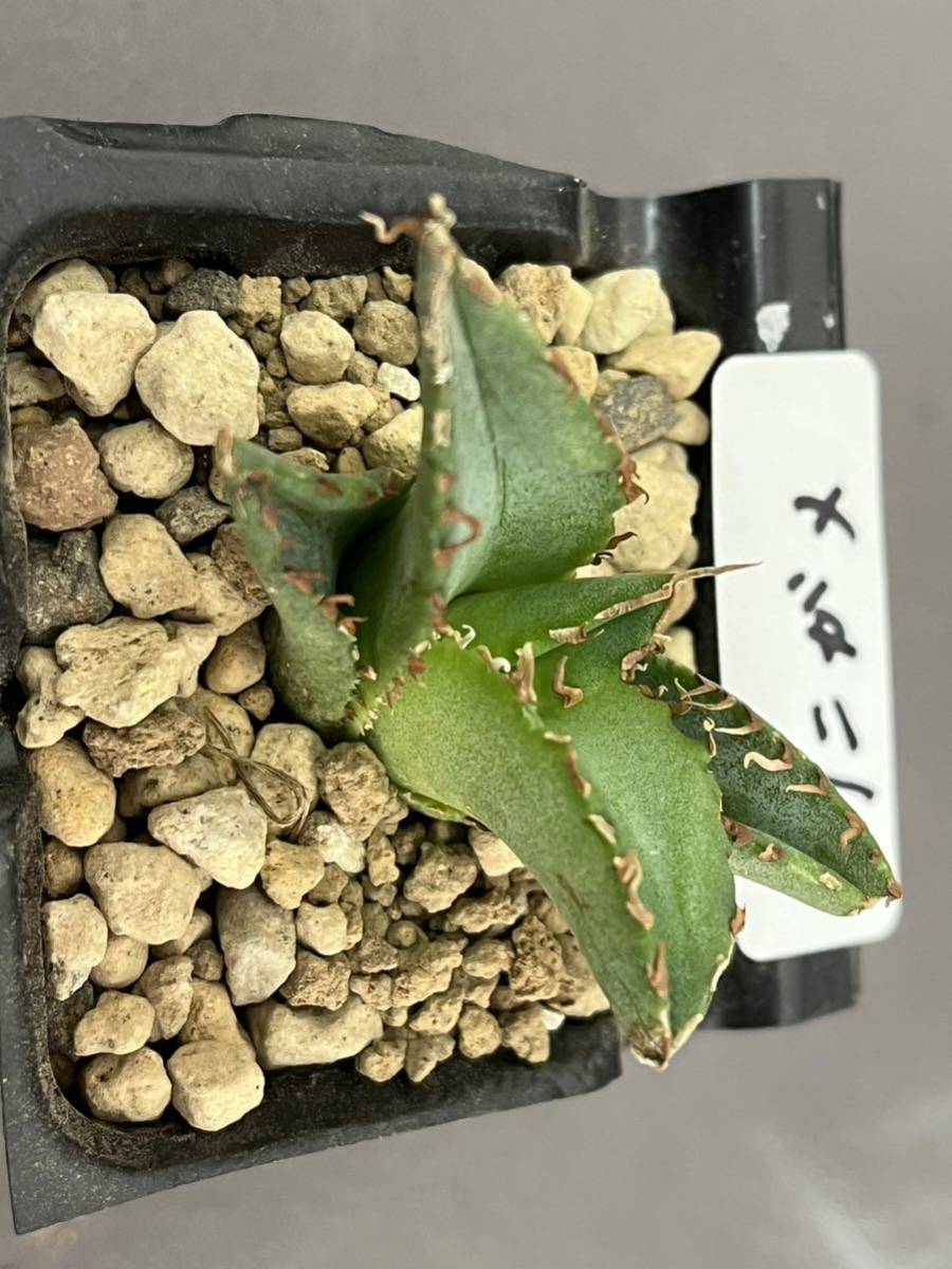 N8【パンダ園芸】 多肉植物 特選アガベ チタノタ 鰐亀 強棘 ブツブツ系