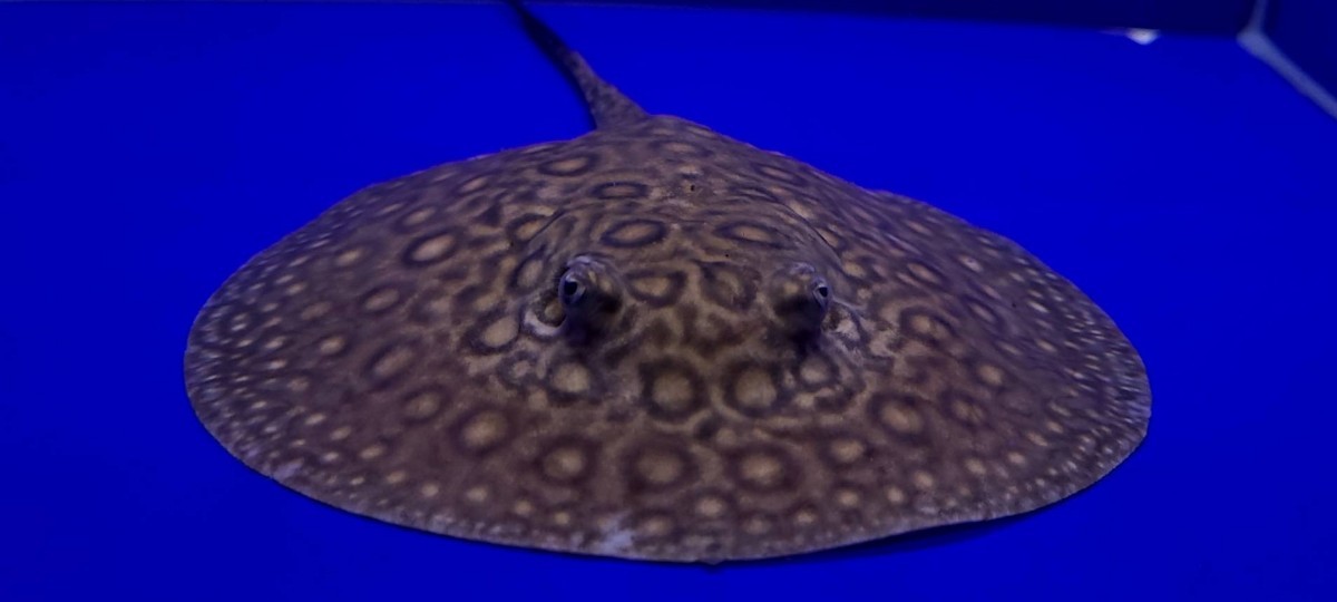 最高極上極美個体　エクセルコロンビア　モトロ　雌　14センチ前後