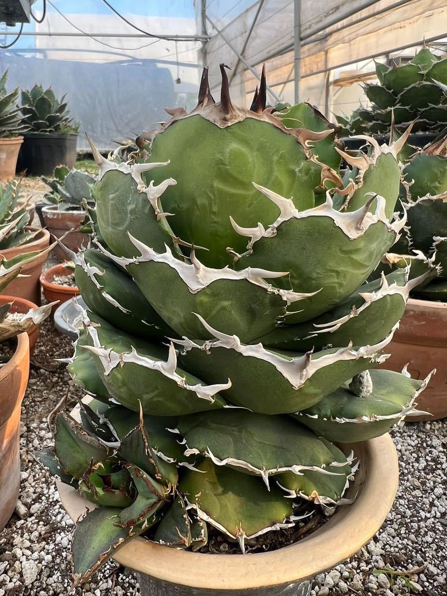Agave titanota Chum アガベ チタノタ チョム ⑮
