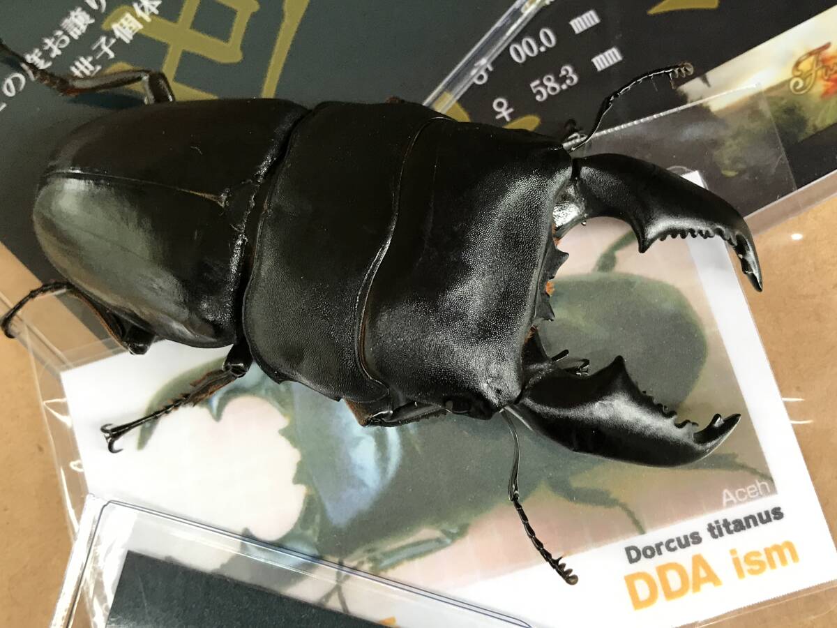 【旧DORUKUSU養殖センター】ぴあ　スマトラオオヒラタ♂100,6㎜×♀50㎜_2